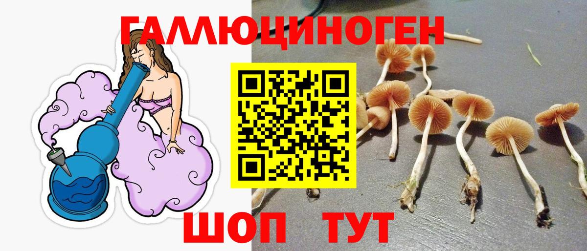 Галлюциногенные грибы Psilocybine cubensis Саранск